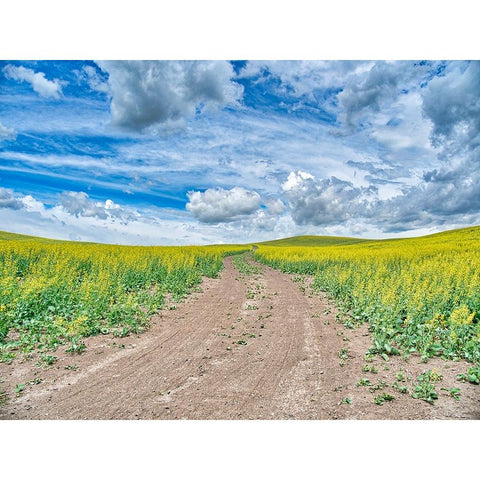 USA-Washington State-Palouse-Country Backroad through Spring canola fields Black Modern Wood Framed Art Print with Double Matting by Eggers, Terry