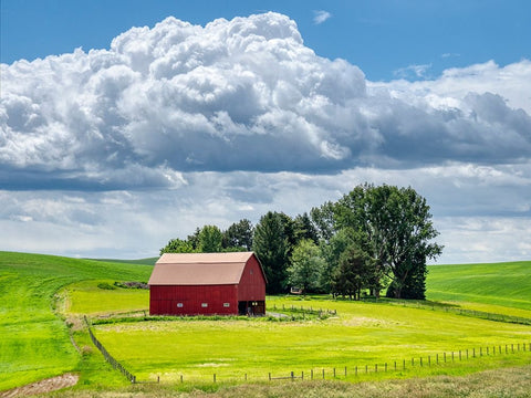 USA-Washington State-Palouse-Old Red barn with fresh green fields Black Ornate Wood Framed Art Print with Double Matting by Eggers, Terry