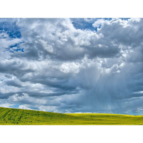 USA-Washington State-Palouse-Spring canola field with beautiful clouds Gold Ornate Wood Framed Art Print with Double Matting by Eggers, Terry
