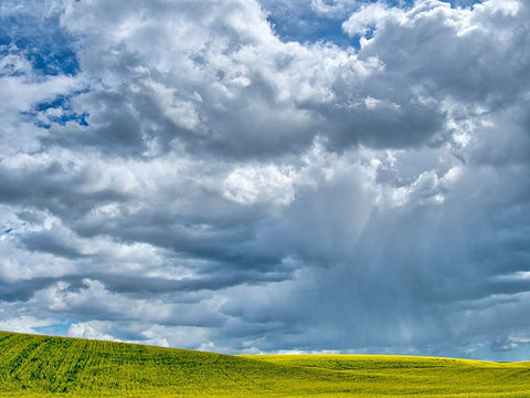 USA-Washington State-Palouse-Spring canola field with beautiful clouds Black Ornate Wood Framed Art Print with Double Matting by Eggers, Terry