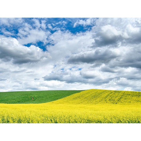 USA-Washington State-Palouse-Rolling hills of canola and wheat Black Modern Wood Framed Art Print by Eggers, Terry