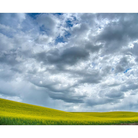 USA-Washington State-Palouse-Spring canola field with beautiful clouds Gold Ornate Wood Framed Art Print with Double Matting by Eggers, Terry