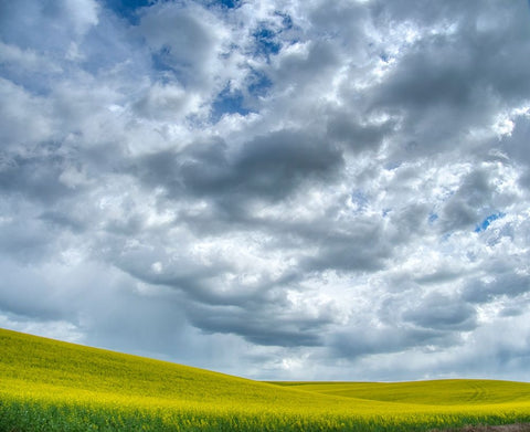 USA-Washington State-Palouse-Spring canola field with beautiful clouds Black Ornate Wood Framed Art Print with Double Matting by Eggers, Terry