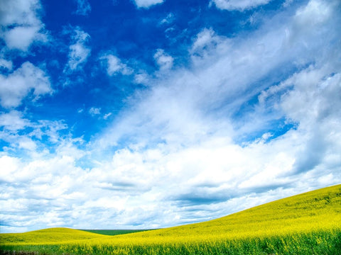 USA-Washington State-Palouse-Spring canola field with beautiful clouds Black Ornate Wood Framed Art Print with Double Matting by Eggers, Terry