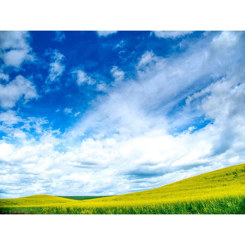 USA-Washington State-Palouse-Spring canola field with beautiful clouds White Modern Wood Framed Art Print by Eggers, Terry