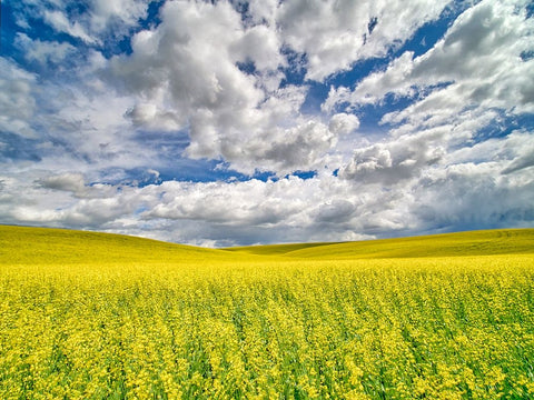 USA-Washington State-Palouse-Spring canola field with beautiful clouds White Modern Wood Framed Art Print with Double Matting by Eggers, Terry