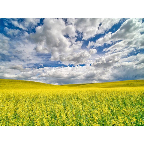 USA-Washington State-Palouse-Spring canola field with beautiful clouds Black Modern Wood Framed Art Print by Eggers, Terry