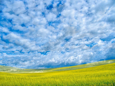 USA-Washington State-Palouse-Spring canola field with beautiful clouds Black Ornate Wood Framed Art Print with Double Matting by Eggers, Terry