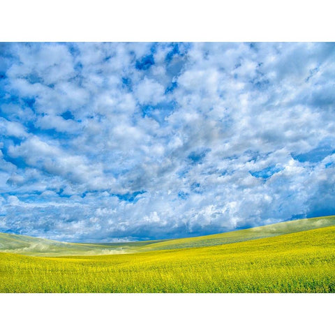 USA-Washington State-Palouse-Spring canola field with beautiful clouds White Modern Wood Framed Art Print by Eggers, Terry