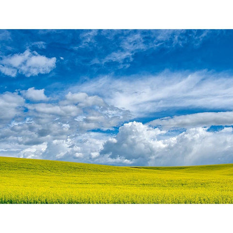 USA-Washington State-Palouse-Spring canola field with beautiful clouds Gold Ornate Wood Framed Art Print with Double Matting by Eggers, Terry