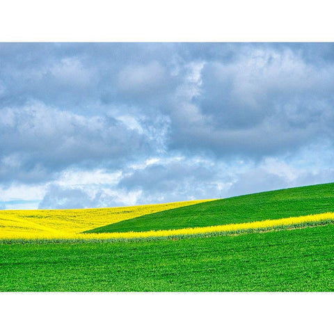 USA-Washington State-Palouse-Rolling hills of canola and wheat Black Modern Wood Framed Art Print by Eggers, Terry