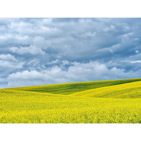USA-Washington State-Palouse-Rolling hills of canola and wheat Gold Ornate Wood Framed Art Print with Double Matting by Eggers, Terry