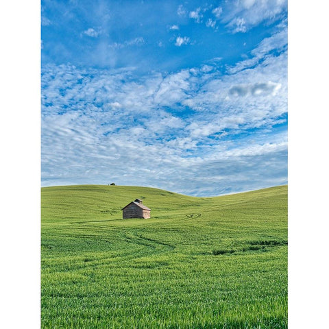 USA-Washington State-Small barn and tracks in wheat field White Modern Wood Framed Art Print by Eggers, Terry