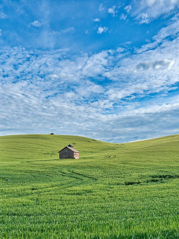 USA-Washington State-Small barn and tracks in wheat field White Modern Wood Framed Art Print with Double Matting by Eggers, Terry