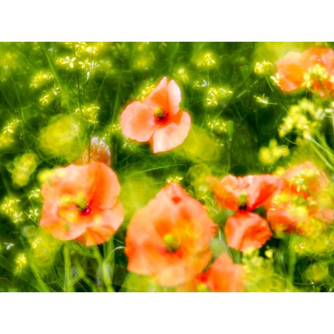 USA-Washington State-Spring Fire Poppies Gold Ornate Wood Framed Art Print with Double Matting by Eggers, Terry