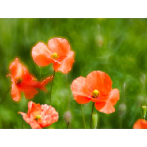 USA-Washington State-Spring Fire Poppies close up Black Modern Wood Framed Art Print by Eggers, Terry