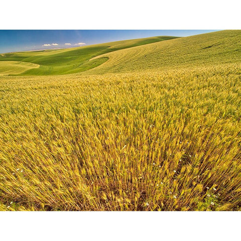USA-Washington State-Patterns in the fields of wheat Black Modern Wood Framed Art Print by Eggers, Terry