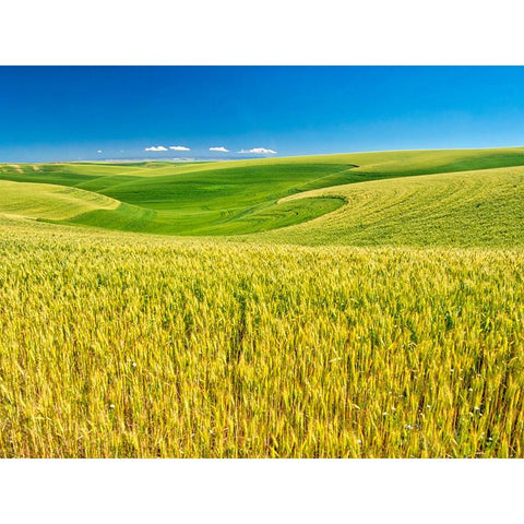 USA-Washington State-Palouse Region-Patterns in the fields of wheat Black Modern Wood Framed Art Print by Eggers, Terry