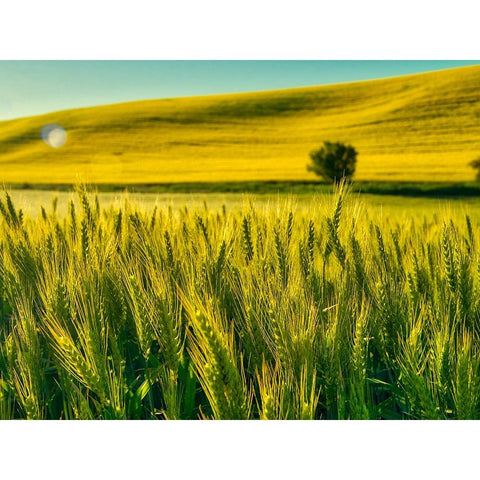 USA-Washington State-Winter wheat field close up Black Modern Wood Framed Art Print with Double Matting by Eggers, Terry