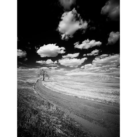 USA-Washington State-Palouse-Crops growing on the rolling hills of the Palouse Black Modern Wood Framed Art Print by Eggers, Terry