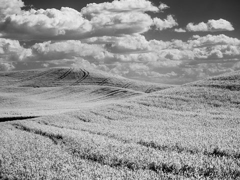 USA-Washington State-Palouse-Crops growing on the rolling hills of the Palouse Black Ornate Wood Framed Art Print with Double Matting by Eggers, Terry