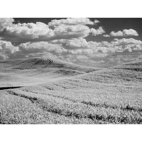 USA-Washington State-Palouse-Crops growing on the rolling hills of the Palouse Black Modern Wood Framed Art Print by Eggers, Terry