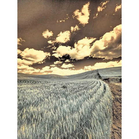 USA-Washington State-Palouse-Crops growing on the rolling hills of the Palouse Black Modern Wood Framed Art Print by Eggers, Terry