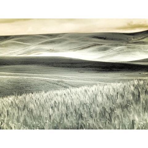 USA-Washington State-Palouse-Crops growing on the rolling hills of the Palouse Black Modern Wood Framed Art Print by Eggers, Terry