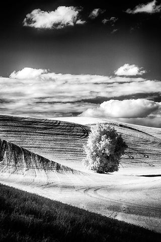 USA-Palouse Country-Washington State-Infrared Palouse fields and lone tree White Modern Wood Framed Art Print with Double Matting by Eggers, Terry