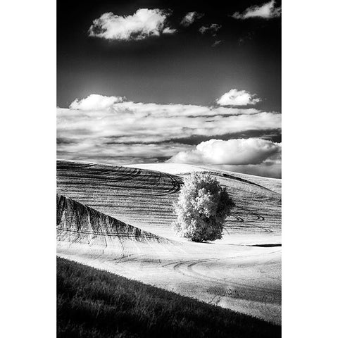 USA-Palouse Country-Washington State-Infrared Palouse fields and lone tree Black Modern Wood Framed Art Print by Eggers, Terry