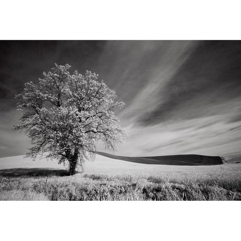 USA-Palouse Country-Washington State-Infrared Palouse fields and lone tree Black Modern Wood Framed Art Print by Eggers, Terry