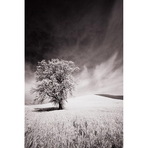 USA-Palouse Country-Infrared Palouse fields and lone tree Black Modern Wood Framed Art Print by Eggers, Terry