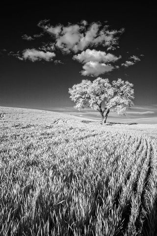 USA-Palouse Country-Washington State-Infrared Palouse fields and lone tree Black Ornate Wood Framed Art Print with Double Matting by Eggers, Terry