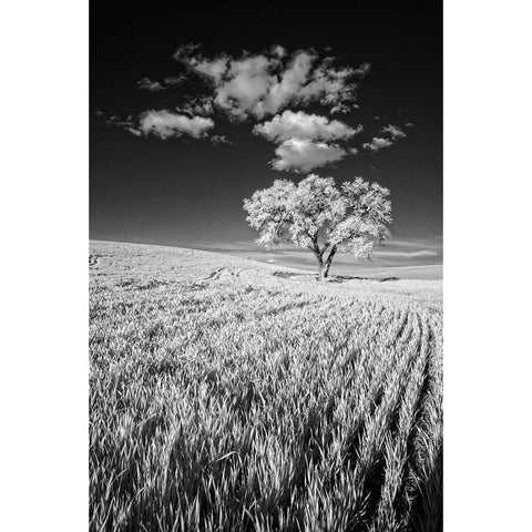 USA-Palouse Country-Washington State-Infrared Palouse fields and lone tree White Modern Wood Framed Art Print by Eggers, Terry