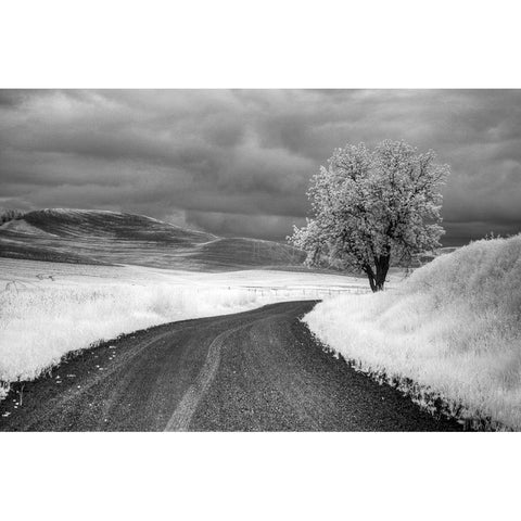 USA-Infrared Palouse fields-Backroad and Tree Black Modern Wood Framed Art Print with Double Matting by Eggers, Terry