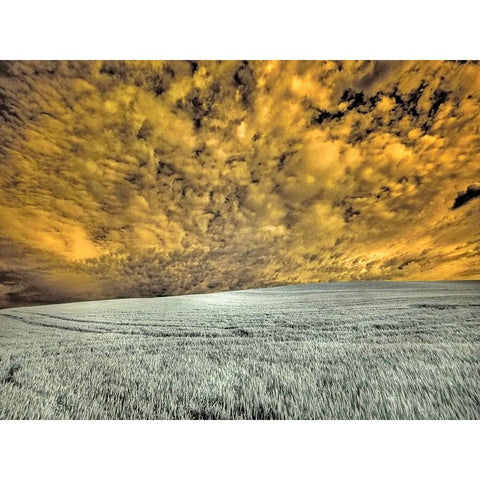 USA-Washington State-Palouse-wheat field and clouds Black Modern Wood Framed Art Print by Eggers, Terry
