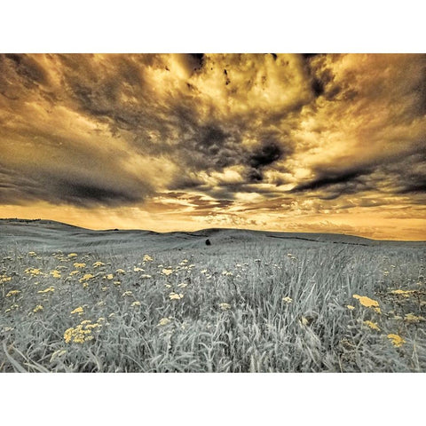 USA-Washington State-Palouse-Spring Poppies and wheat field and clouds Black Modern Wood Framed Art Print by Eggers, Terry