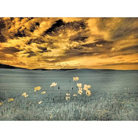 USA-Washington State-Palouse-Spring Poppies and wheat field and clouds Black Modern Wood Framed Art Print by Eggers, Terry