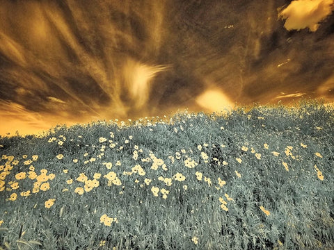 USA-Washington State-Palouse-Spring Poppies and Backcountry road through wheat field and clouds Black Ornate Wood Framed Art Print with Double Matting by Eggers, Terry