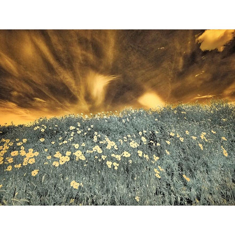 USA-Washington State-Palouse-Spring Poppies and Backcountry road through wheat field and clouds Gold Ornate Wood Framed Art Print with Double Matting by Eggers, Terry