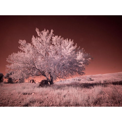 USA-Washington State-Palouse region-Lone tree in Field Black Modern Wood Framed Art Print by Eggers, Terry