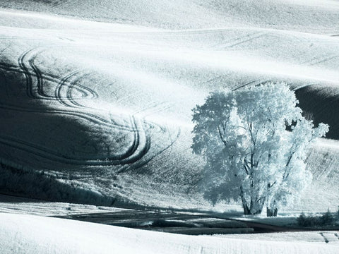 USA-Washington State-Palouse region-Lone tree in Field Black Ornate Wood Framed Art Print with Double Matting by Eggers, Terry