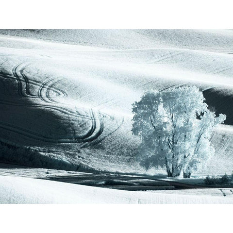 USA-Washington State-Palouse region-Lone tree in Field Black Modern Wood Framed Art Print with Double Matting by Eggers, Terry