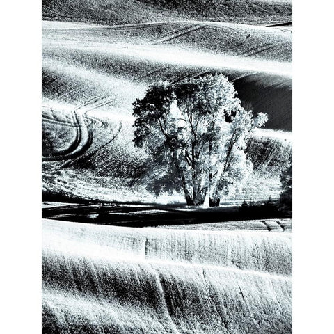 USA-Washington State-Palouse region-Lone tree in Field White Modern Wood Framed Art Print by Eggers, Terry