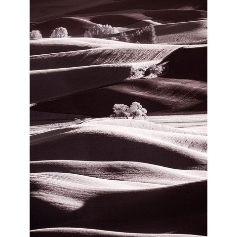 USA-Washington State-Palouse region-Rolling hills at Sunset Gold Ornate Wood Framed Art Print with Double Matting by Eggers, Terry