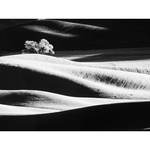 USA-Washington State-Palouse region-Lone tree in Field White Modern Wood Framed Art Print by Eggers, Terry