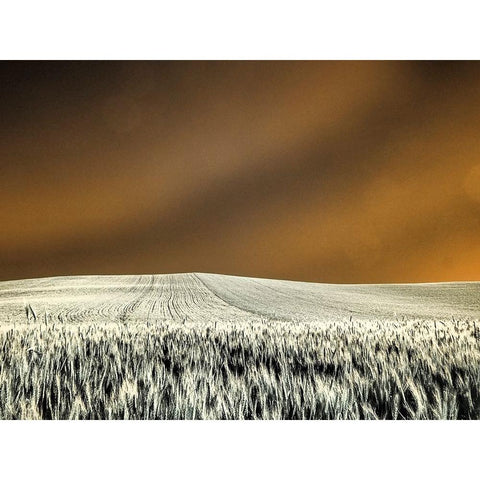 USA-Washington State-Palouse region-Rolling Hills of wheat Black Modern Wood Framed Art Print by Eggers, Terry