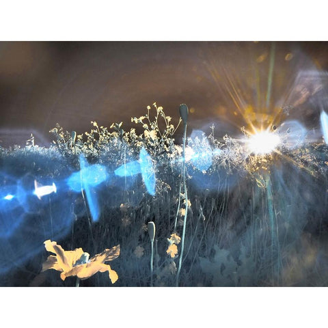 USA-Washington State-Palouse region wildflowers Gold Ornate Wood Framed Art Print with Double Matting by Eggers, Terry