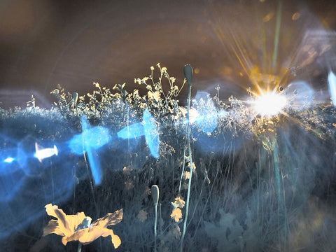 USA-Washington State-Palouse region wildflowers White Modern Wood Framed Art Print with Double Matting by Eggers, Terry