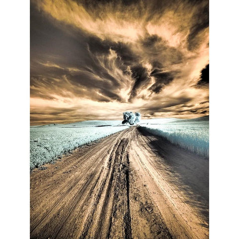 USA-Washington State-Palouse region-Backcountry road leading to Lone Tree Black Modern Wood Framed Art Print by Eggers, Terry